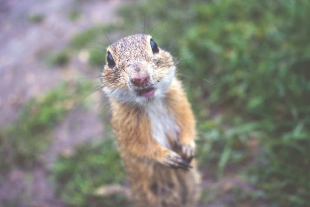 Ongerepte natuurgebieden_Ik Wil Hiken_